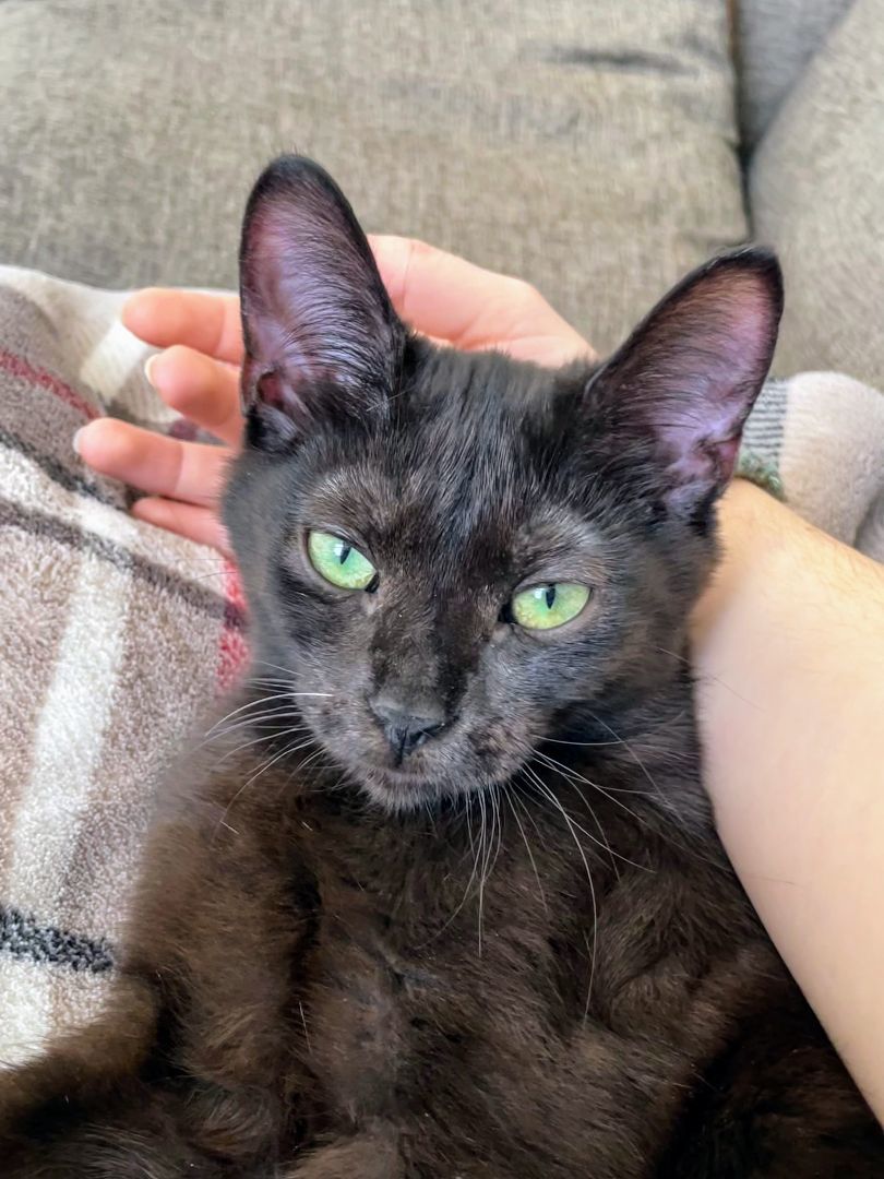 Enlarge Jade, a Adopted Domestic Short Hair in Montreal, QC image 2/6