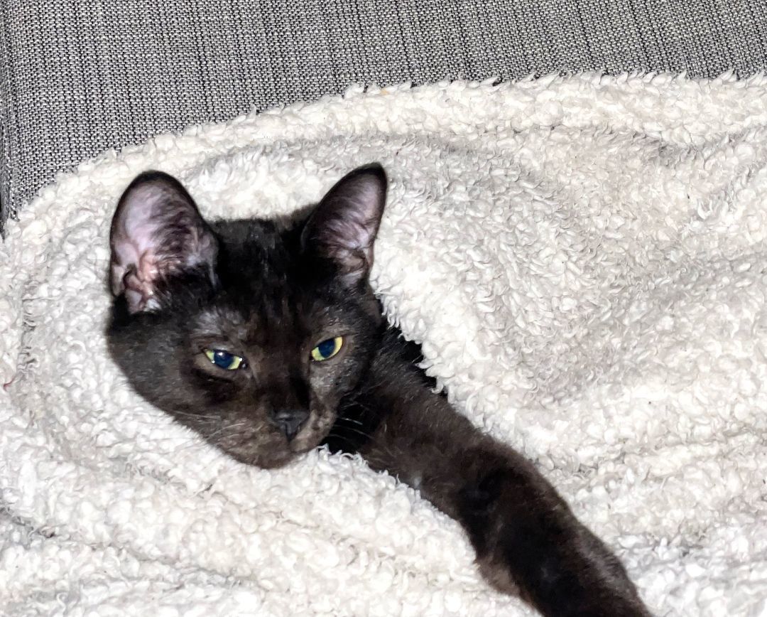 Enlarge Jade, a Adopted Domestic Short Hair in Montreal, QC image 3/6