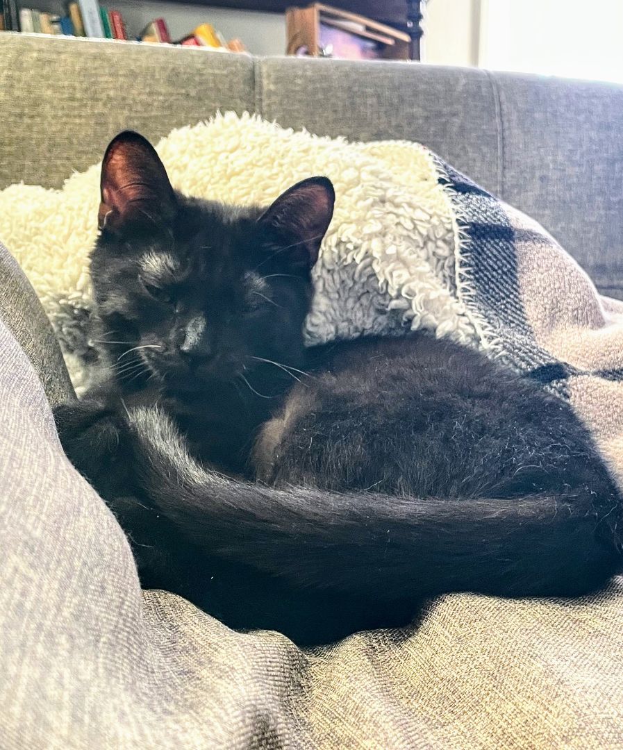 Enlarge Jade, a Adopted Domestic Short Hair in Montreal, QC image 4/6