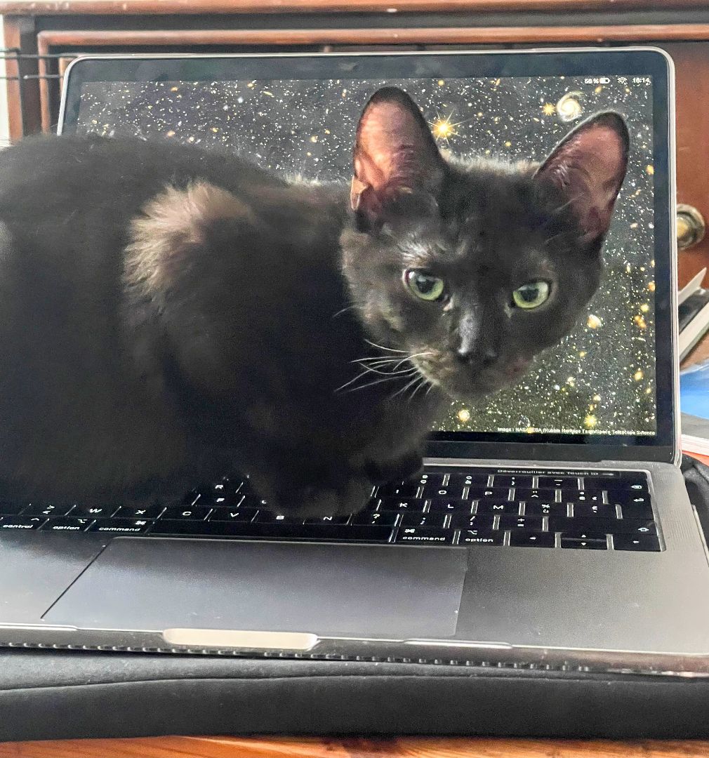 Enlarge Jade, a Adopted Domestic Short Hair in Montreal, QC image 5/6