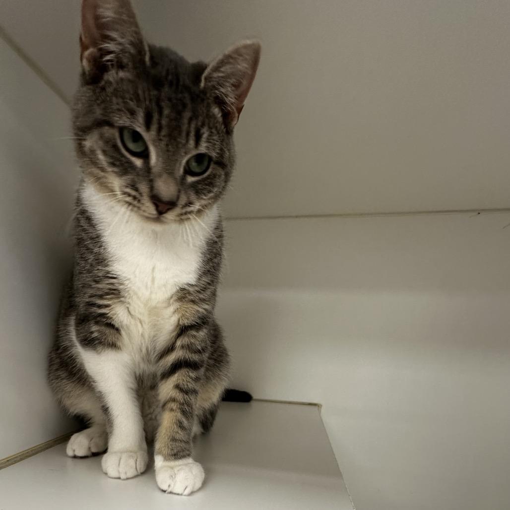 Rizz, Adoptable, Young Male Domestic Short Hair.