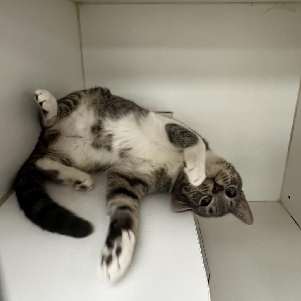 Enlarge Rizz, a Adoptable Domestic Short Hair in Gadsden, AL image 3/5