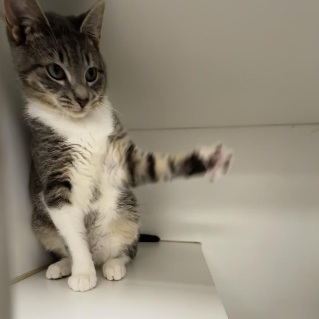 Enlarge Rizz, a Adoptable Domestic Short Hair in Gadsden, AL image 4/5