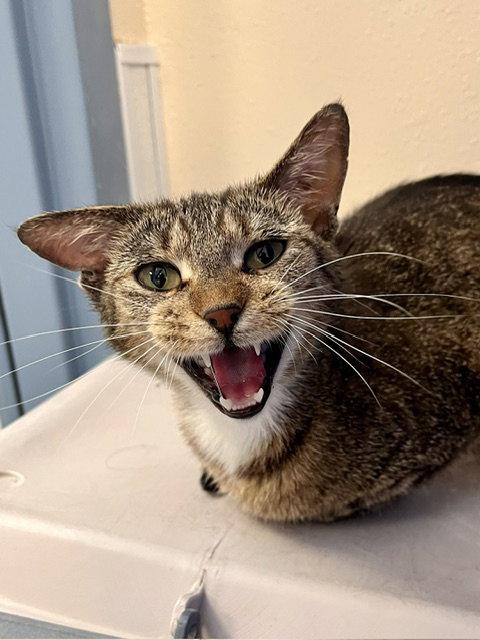 Pickle, a Adoptable Domestic Short Hair in Webster, WI image 1/3