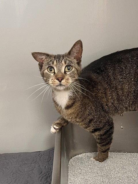 Pickle, a Adoptable Domestic Short Hair in Webster, WI image 2/3