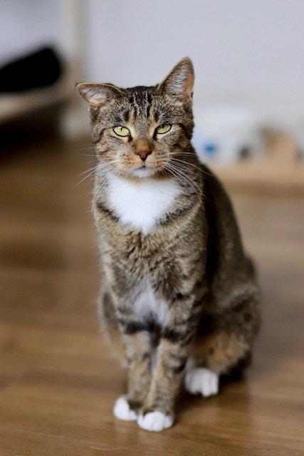 Pickle, a Adoptable Domestic Short Hair in Webster, WI image 3/3