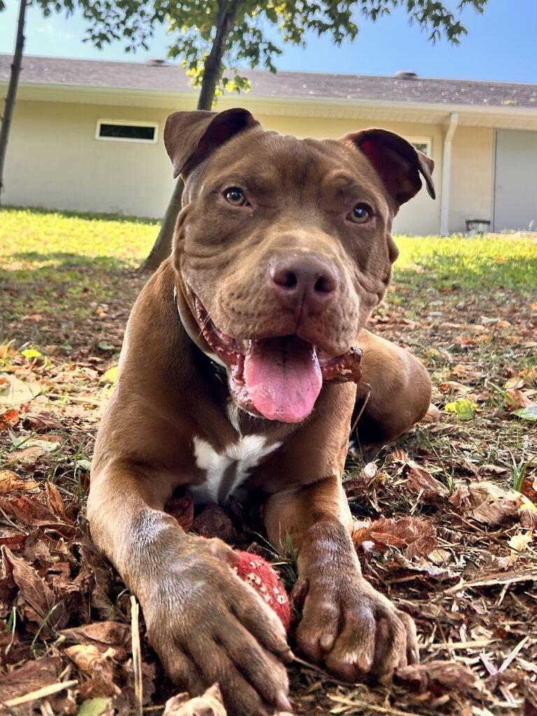 WALLACE SHAW, Adoptable, Young Male Pit Bull Terrier.