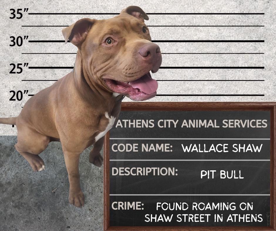 Enlarge WALLACE SHAW, a Adoptable Pit Bull Terrier in Athens, AL image 2/6