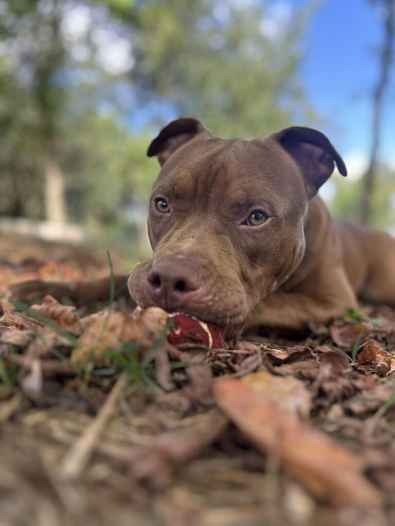 Enlarge WALLACE SHAW, a Adoptable Pit Bull Terrier in Athens, AL image 3/6