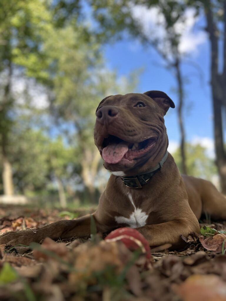 Enlarge WALLACE SHAW, a Adoptable Pit Bull Terrier in Athens, AL image 4/6
