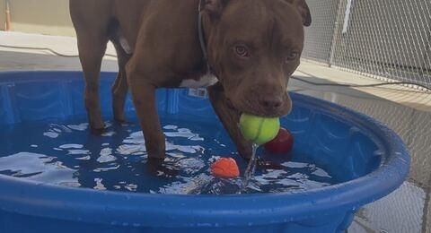 Enlarge WALLACE SHAW, a Adoptable Pit Bull Terrier in Athens, AL image 5/6