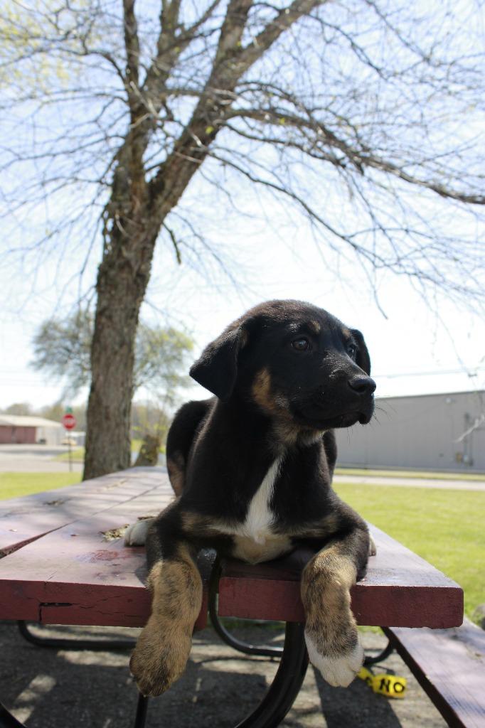 Brody, Adoptable, Puppy Male Mixed Breed.
