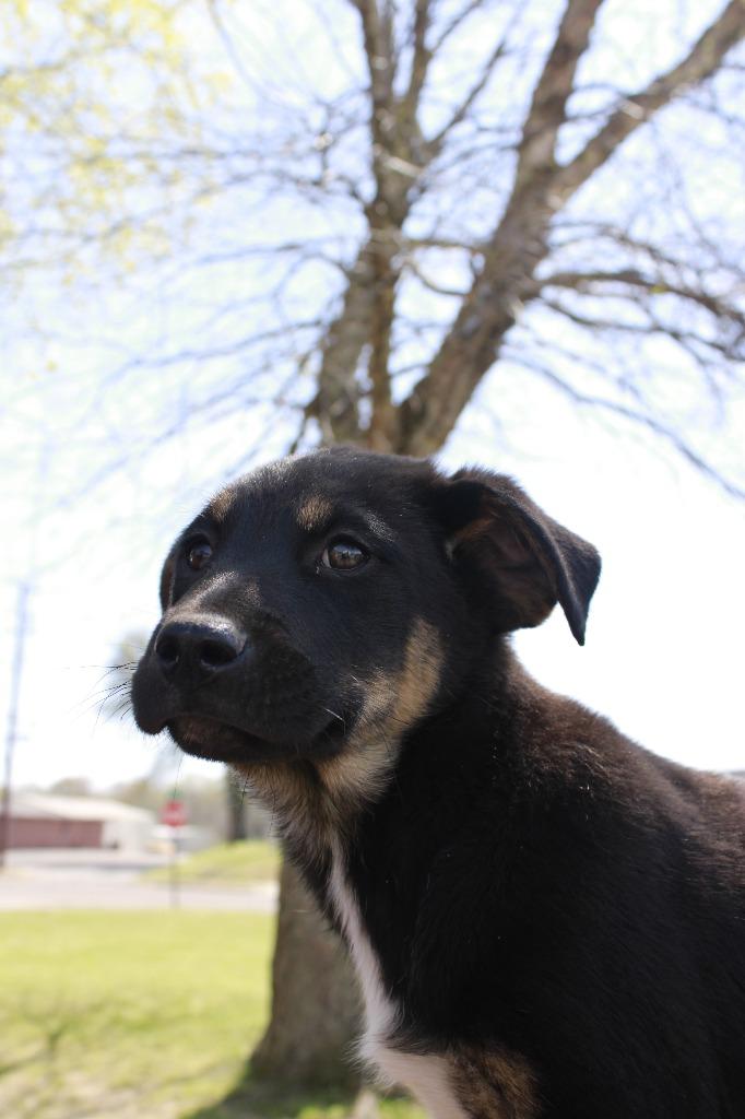 Brody, a Adoptable mixed breed in Dyersburg, TN image 2/2