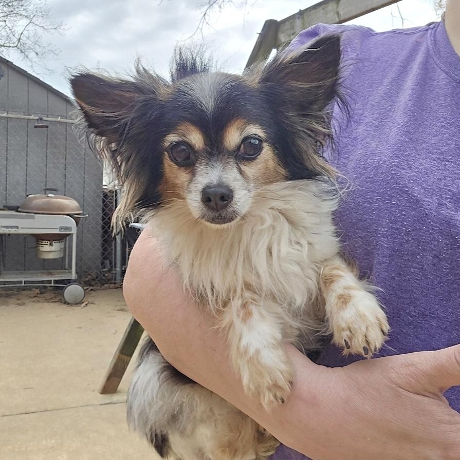 Enlarge Gracie, an adopted Chihuahua in Athens, AL image 2/2