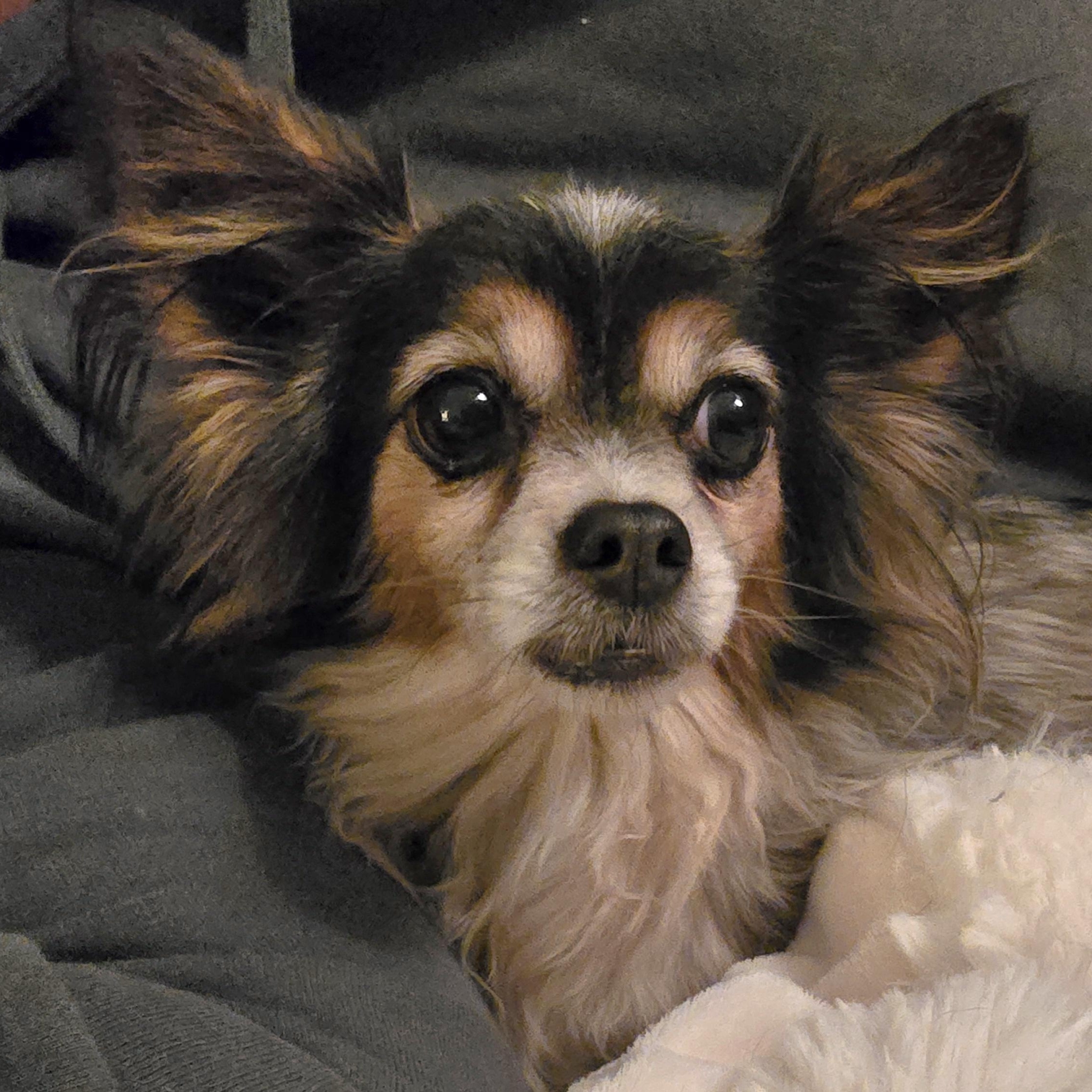 Gracie, adopted, Adult Female Chihuahua.