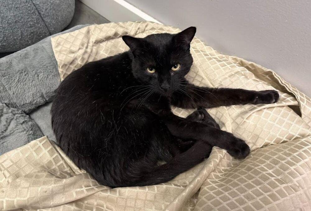 Stripe, a Adoptable Domestic Short Hair in Hudson, NH image 1/2