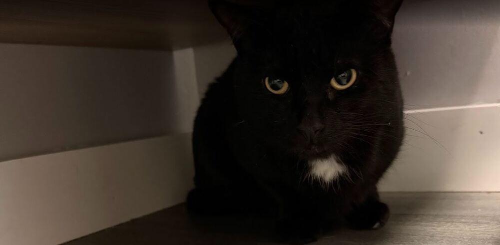 Stripe, a Adoptable Domestic Short Hair in Hudson, NH image 2/2