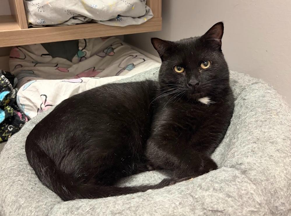 Stripe (bonded with Gabrielle), Adoptable, Adult Male Domestic Short Hair.