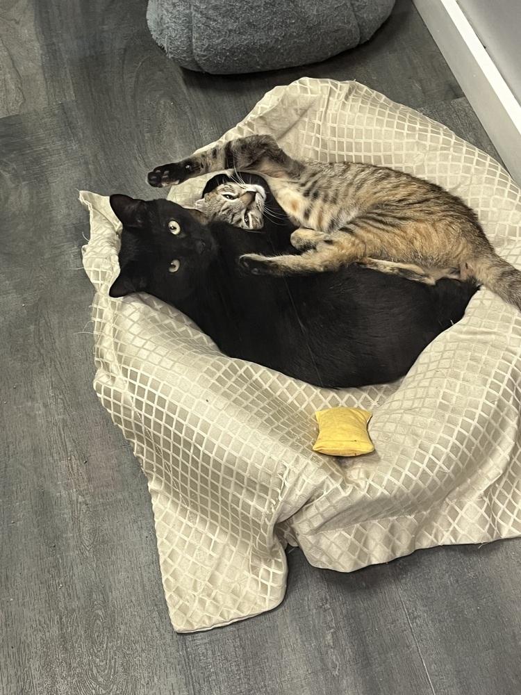 Stripe, a Adoptable Domestic Short Hair in Hudson, NH image 3/3