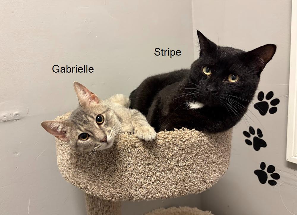Enlarge Stripe (bonded with Gabrielle), a Adoptable Domestic Short Hair in Hudson, NH image 2/2