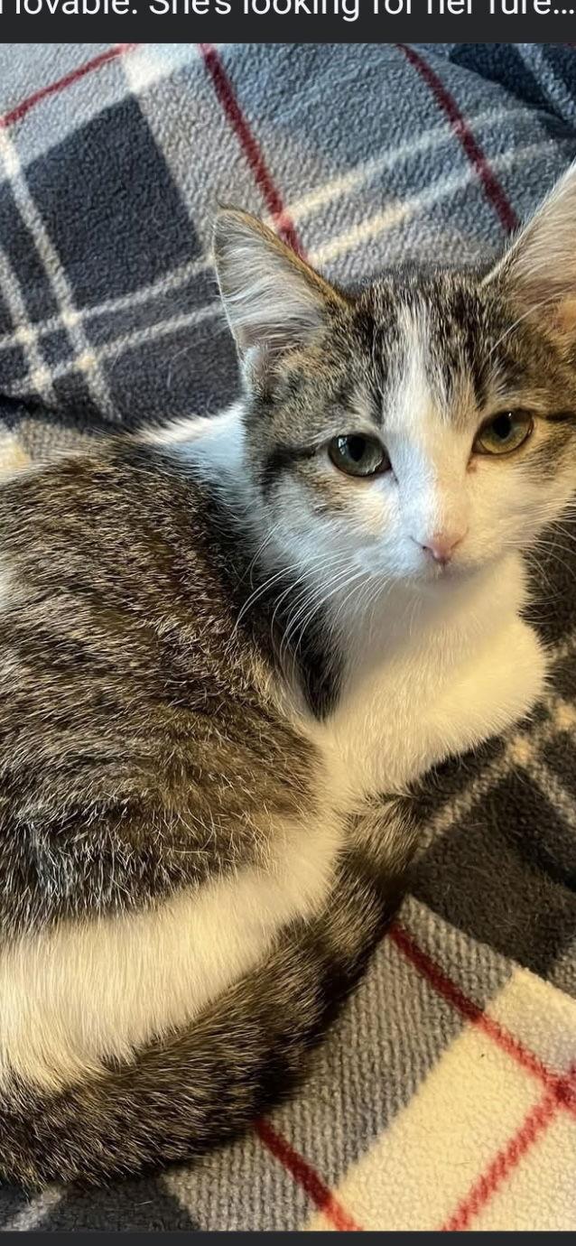 Enlarge Princess Mabel, a Adoptable Domestic Short Hair in Zimmerman, MN image 1/1