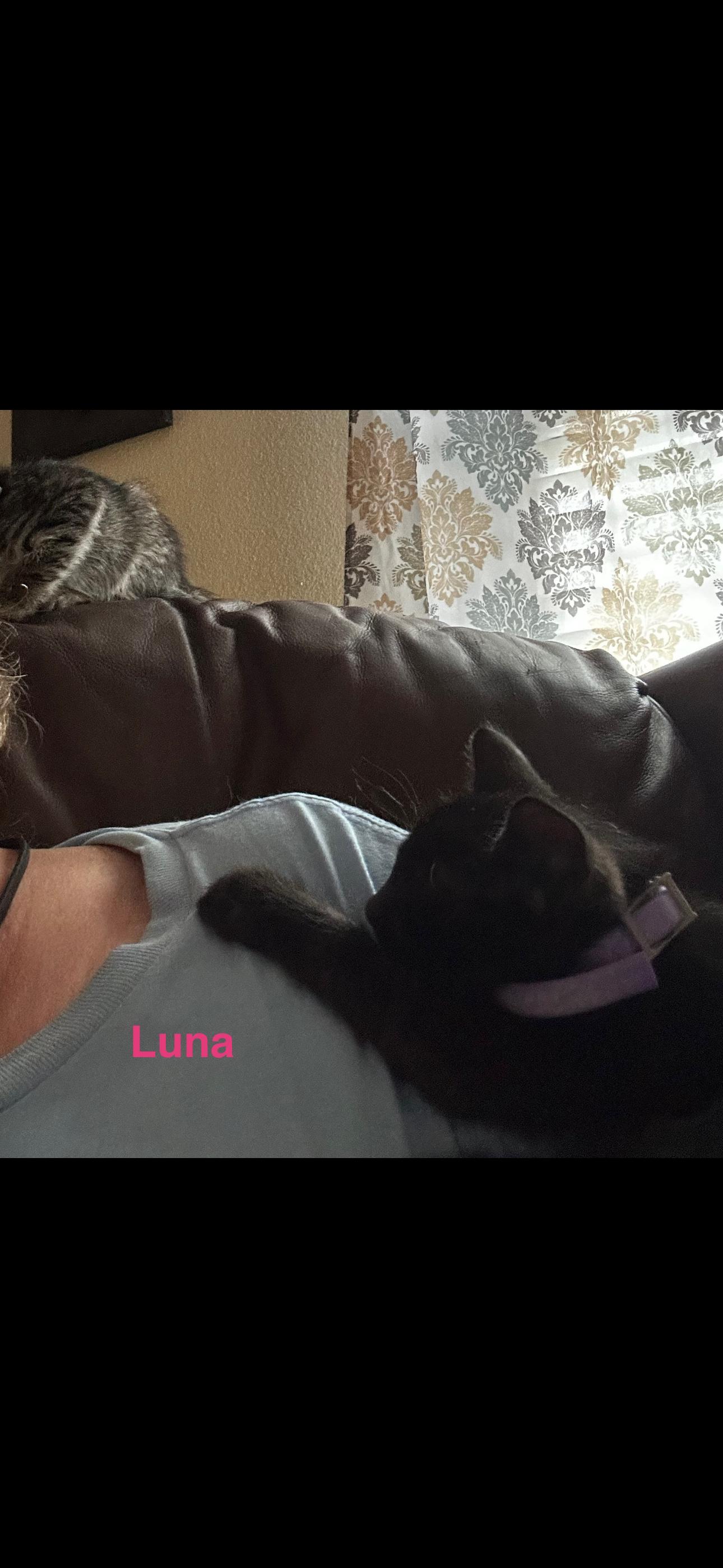 Luna, Adoptable, Kitten Female American Shorthair.