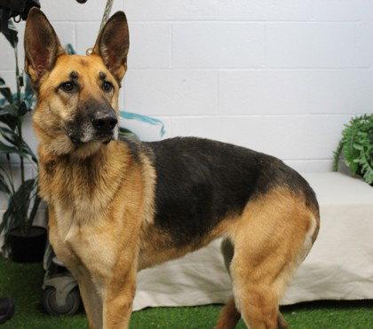Enlarge KRue, a Adoptable German Shepherd Dog in Albany, OR image 1/1