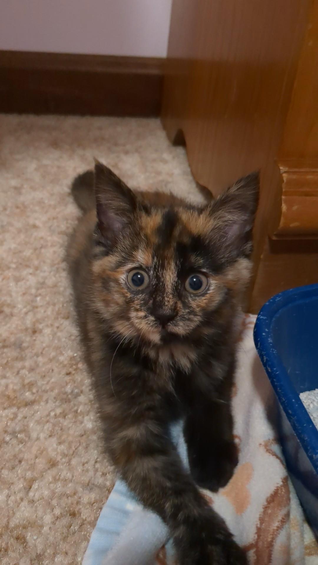 Belle