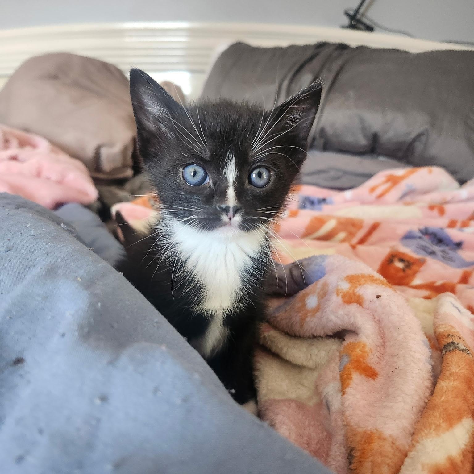 Enlarge BUTTERNUT, a Adoptable Tuxedo in Staten Island, NY image 2/3