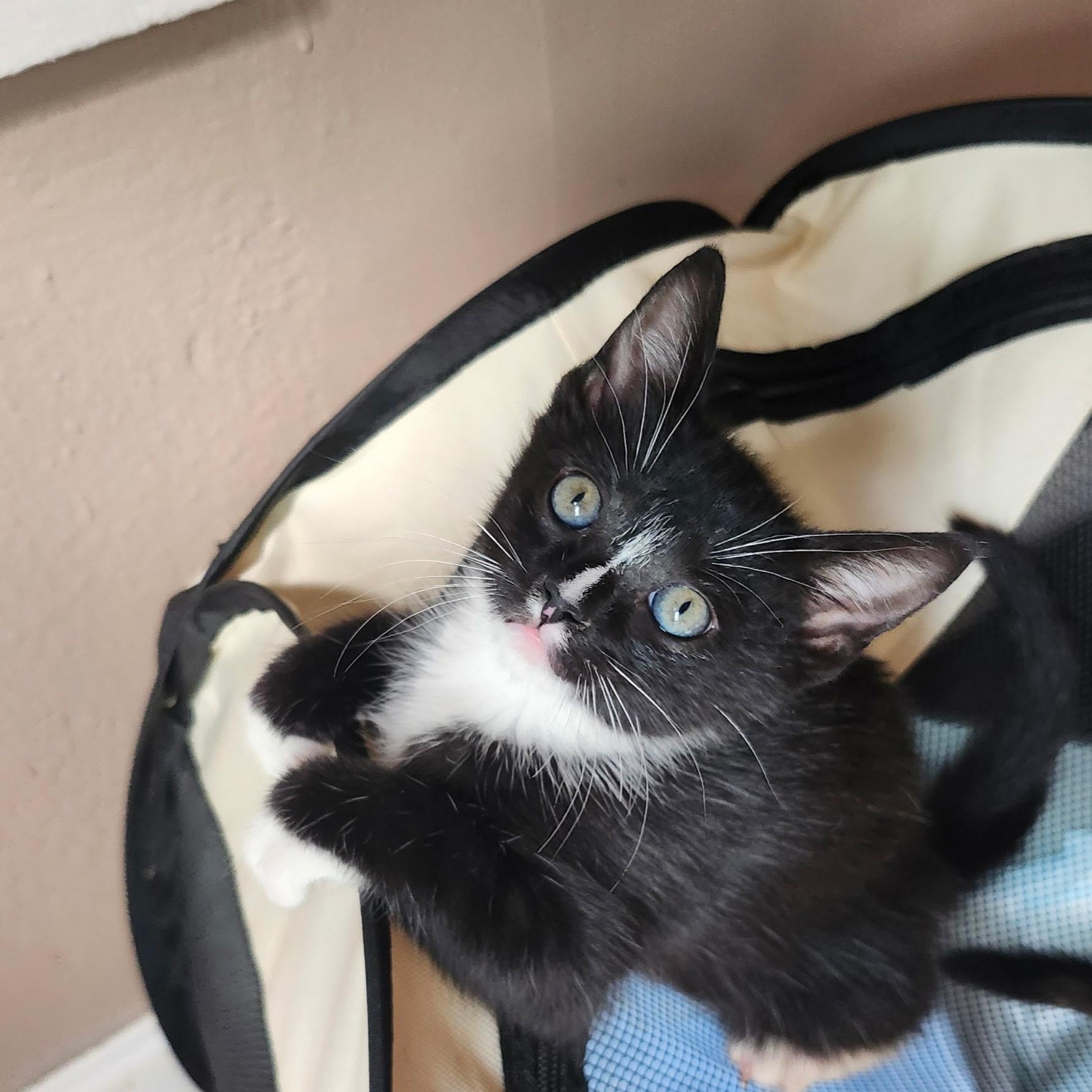 Enlarge BUTTERNUT, a Adoptable Tuxedo in Staten Island, NY image 1/3