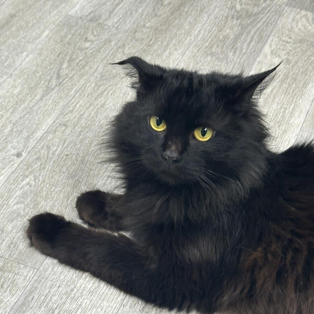 Enlarge Fiddler, a Adoptable Domestic Long Hair in Uniontown, PA image 1/4