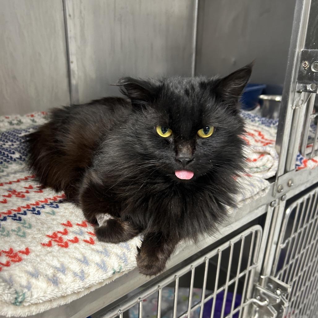 Enlarge Fiddler, a Adoptable Domestic Long Hair in Uniontown, PA image 2/4