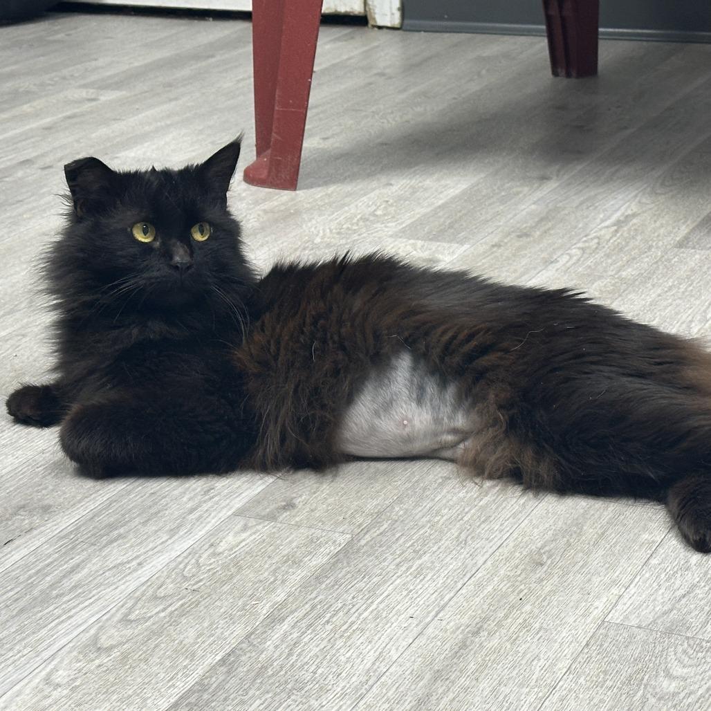 Enlarge Fiddler, a Adoptable Domestic Long Hair in Uniontown, PA image 3/4