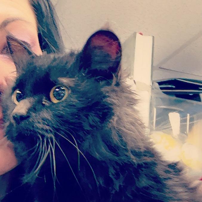 Enlarge Fiddler, a Adoptable Domestic Long Hair in Uniontown, PA image 4/4