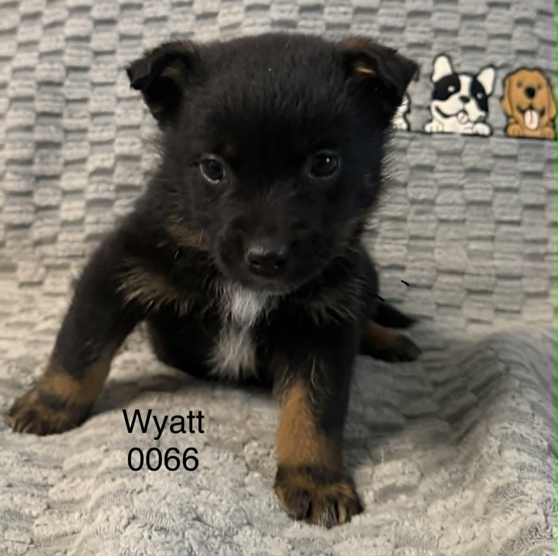 Enlarge Wyatt, a Adoptable Shepherd in Hop Bottom, PA image 1/1