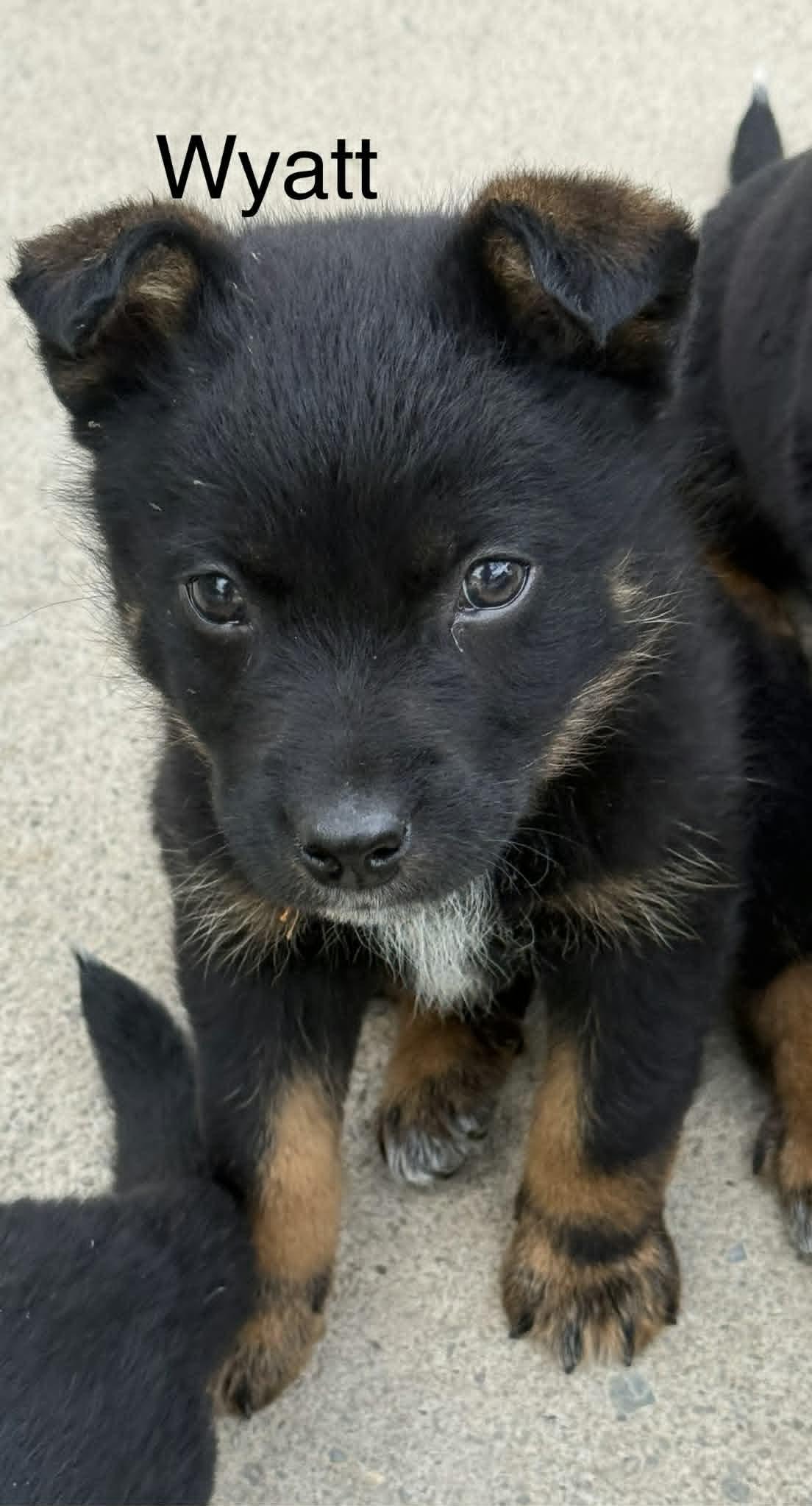 Enlarge Wyatt, a Adoptable Shepherd in Hop Bottom, PA image 1/1