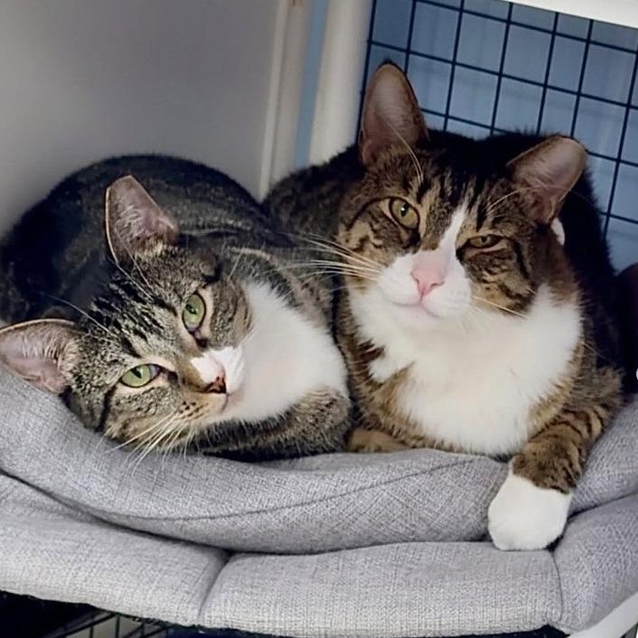 Enlarge Meow-Meow, a Adoptable Domestic Short Hair in Miami, FL image 1/6