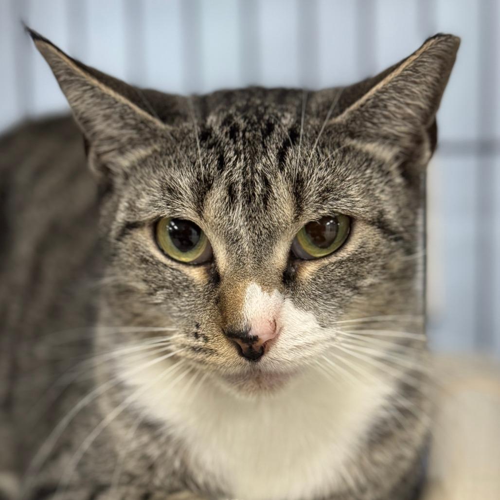 Meow-Meow, Adoptable, Young Male Domestic Short Hair.