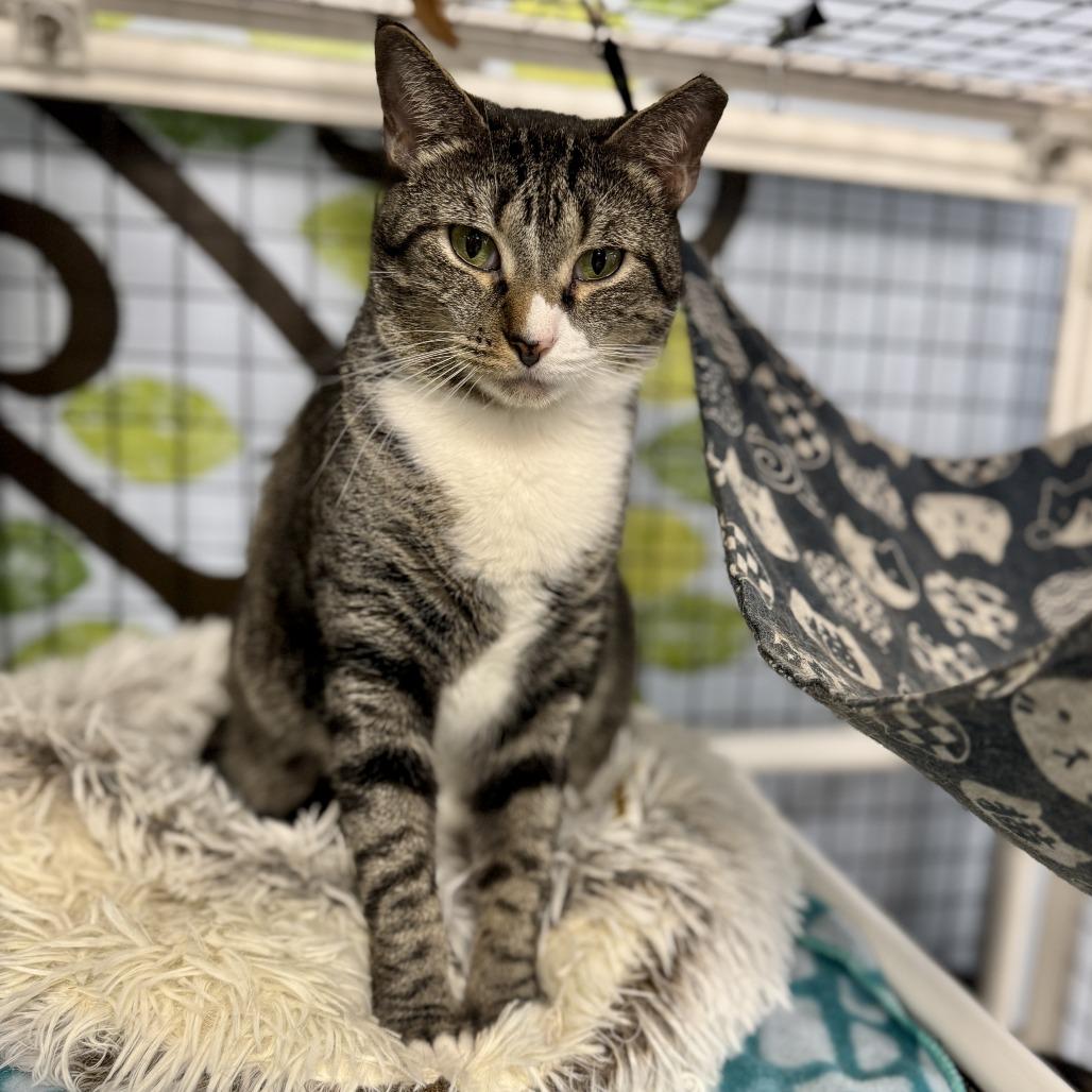 Enlarge Meow-Meow, a Adoptable Domestic Short Hair in Miami, FL image 2/6