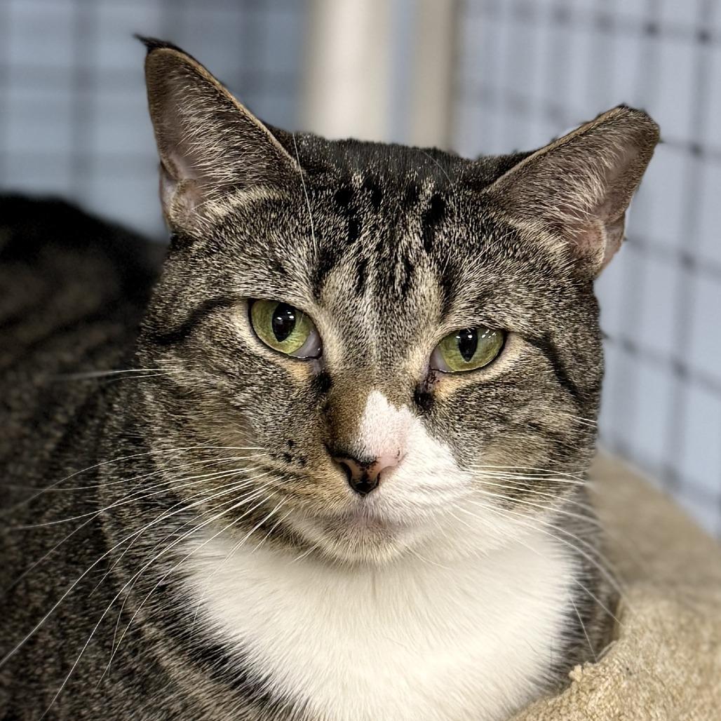 Enlarge Meow-Meow, a Adoptable Domestic Short Hair in Miami, FL image 4/6