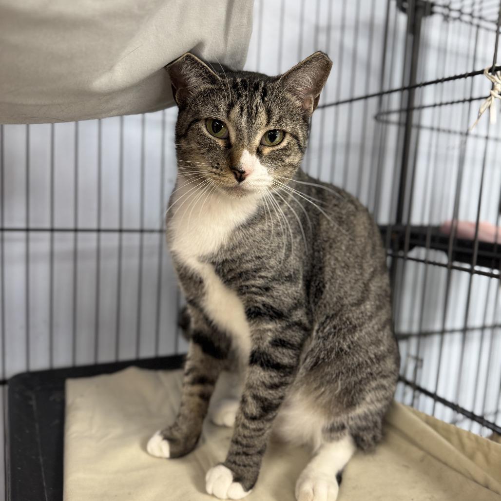 Meow-Meow, a Adoptable Domestic Short Hair in Miami, FL image 3/5