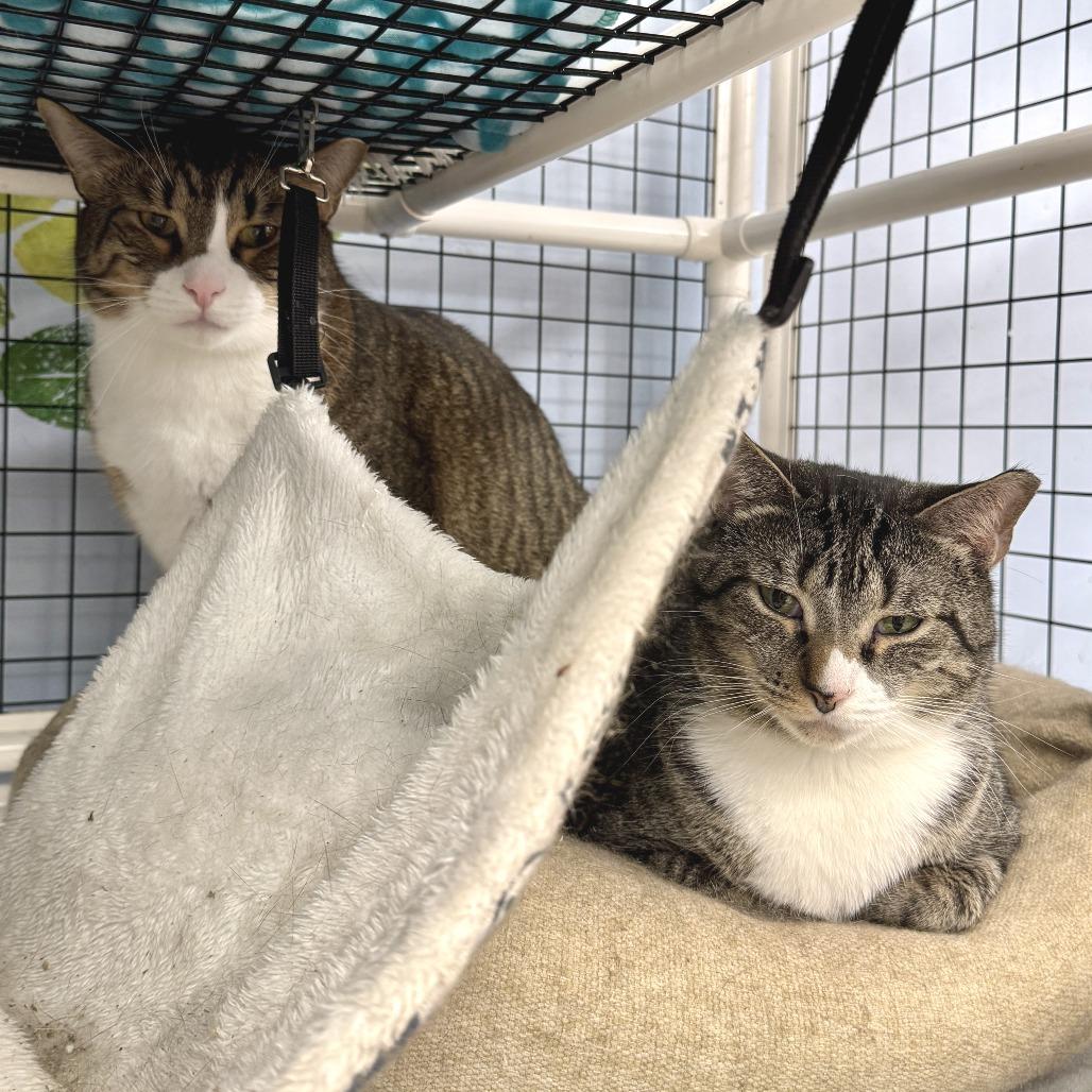 Enlarge Meow-Meow, a Adoptable Domestic Short Hair in Miami, FL image 6/6