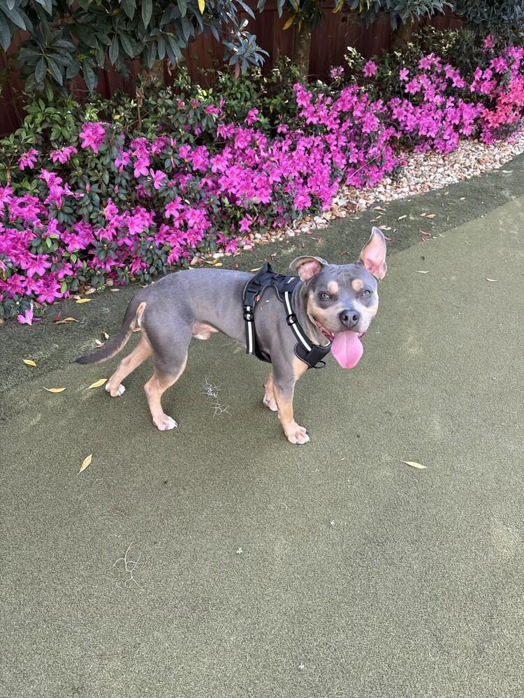 Wiggles, Adoptable, Young Male Pit Bull Terrier.
