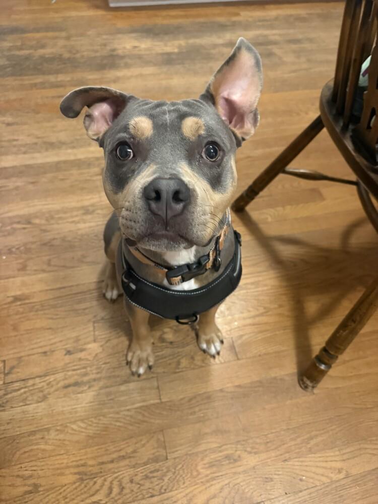 Enlarge Wiggles, a Adoptable mixed breed in Orlando, FL image 2/5