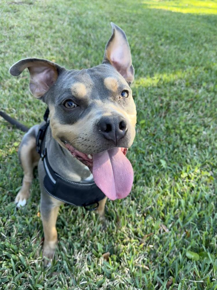 Enlarge Wiggles, a Adoptable mixed breed in Orlando, FL image 3/5