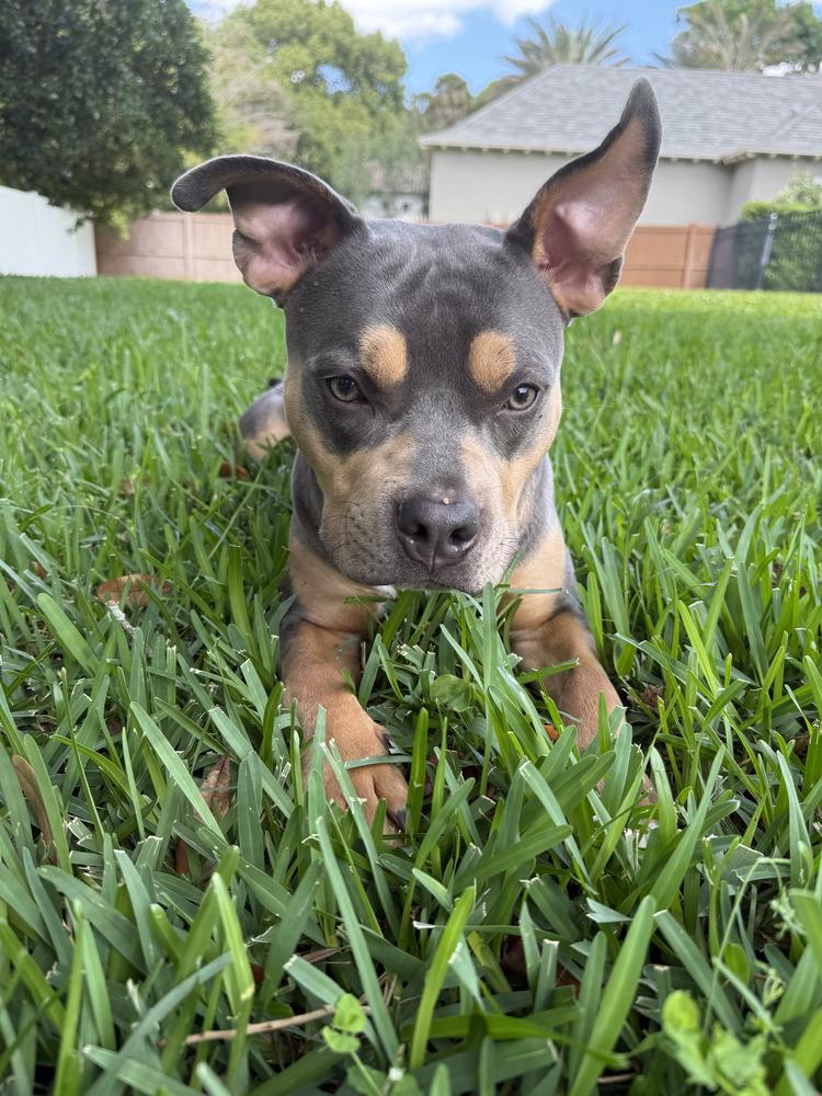 Enlarge Wiggles, a Adoptable mixed breed in Orlando, FL image 4/5