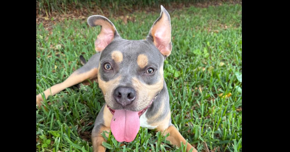 Enlarge Wiggles, a Adoptable mixed breed in Orlando, FL image 5/5