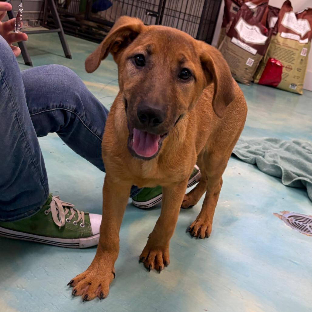 Enlarge Pumkin, a ADOPTABLE mixed breed in Long Beach, NY image 1/1