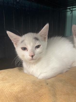 Catfish, Adopted, Kitten Female Domestic Short Hair.