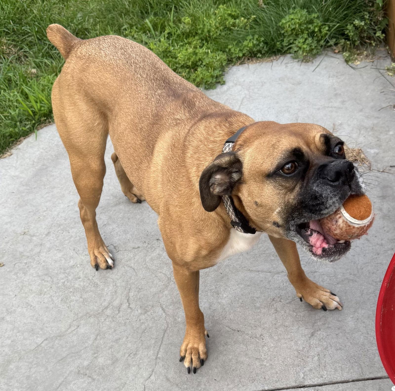 Chuck *Adoption Pending*, a Adoptable Boxer in Woodbury, MN image 1/3